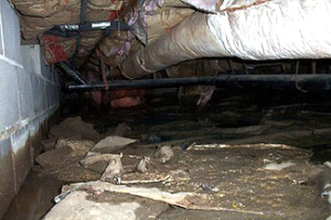 who to call to remove dead animal from crawl space